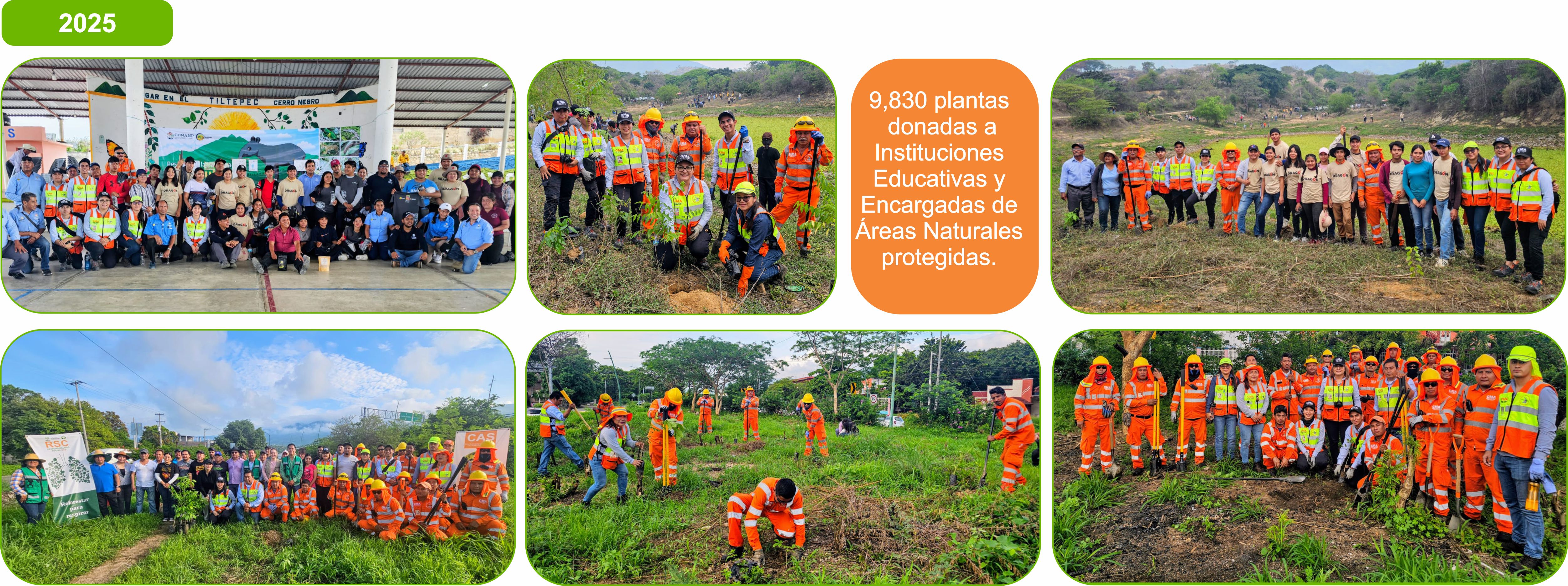 Reforestaciones 2025
